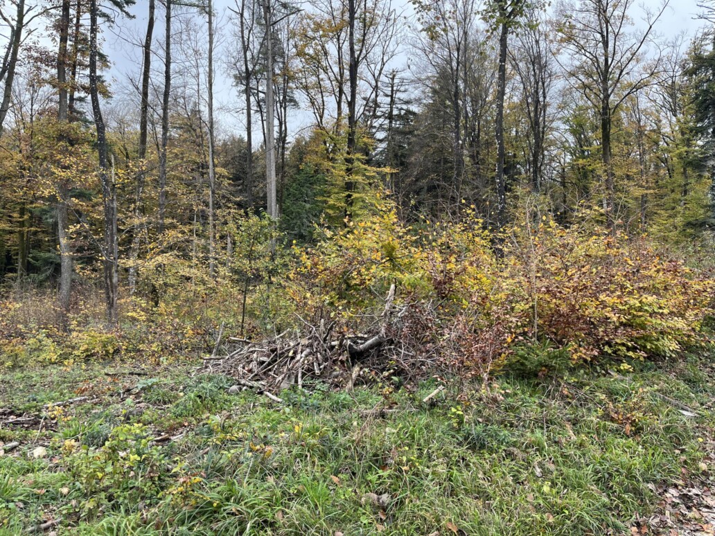 Mit Elsbeere, Speierling, Wildapfel und Wildbirne gegen die Trockenheit
