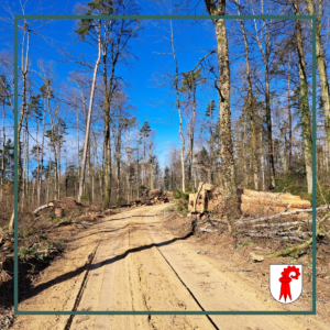 Wer pflanzt 10.000 Douglasien auf 23.000 qm?