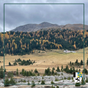 Junge Esskastanien und Feldbäume für das Puschlav